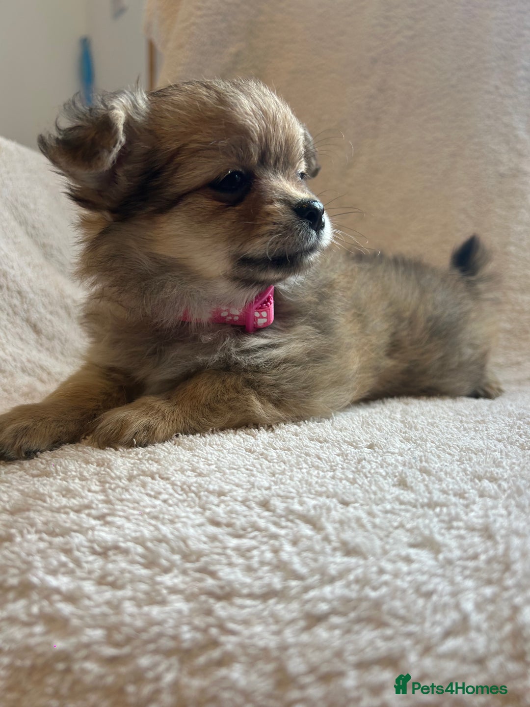 Pomchi dogs for sale: Beautiful fluffy pomchi puppies  - Image 9