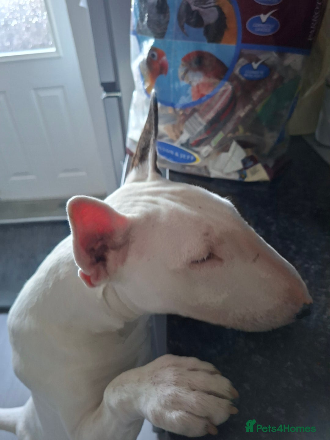 English Bull Terrier dogs for sale: 7 month old english bull terrier  - Advert 5