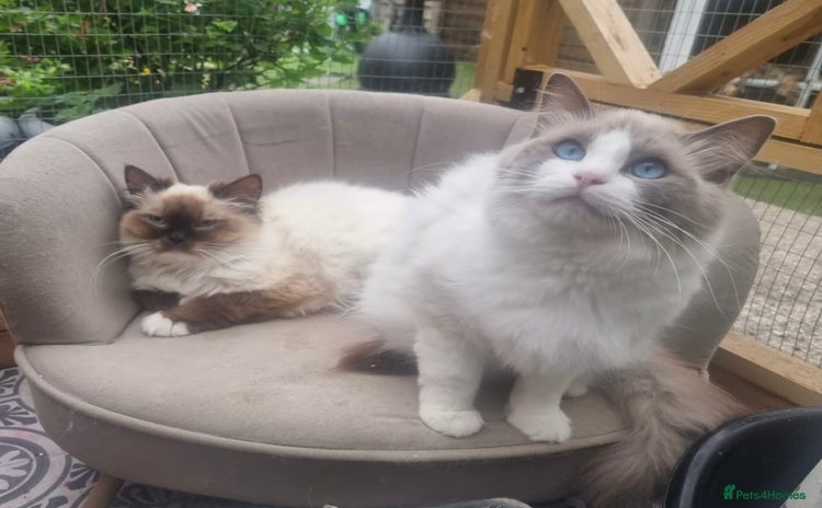 Ragdoll cats - Advert 13