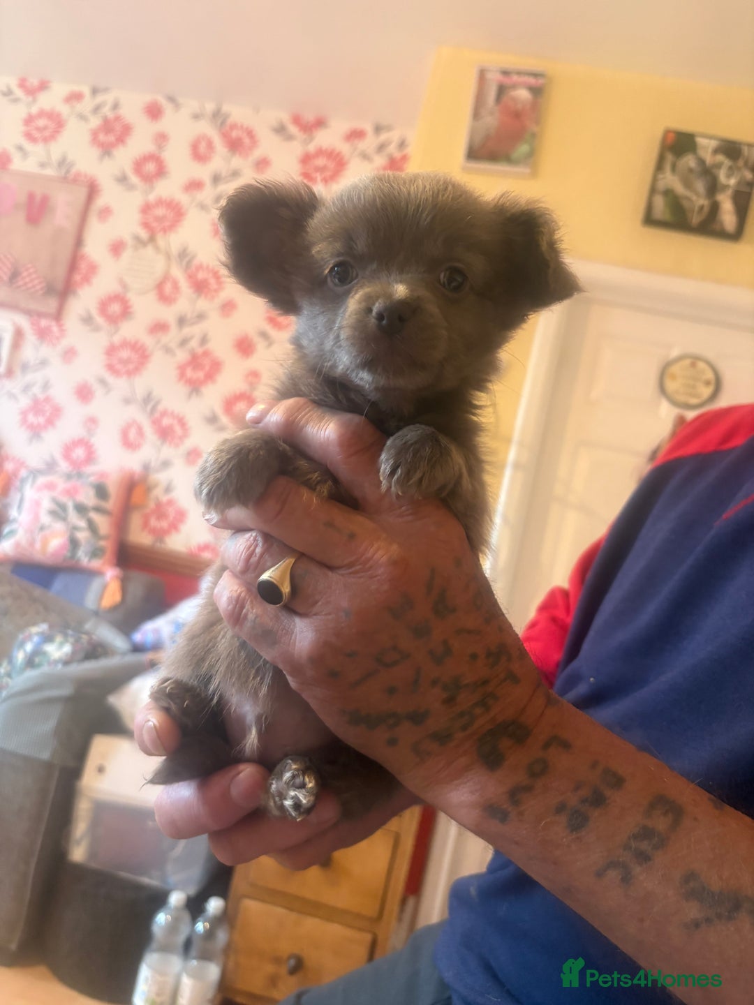 Chihuahua dogs for sale: Pedigree chihuahua puppies last 2 boys  - Image 4