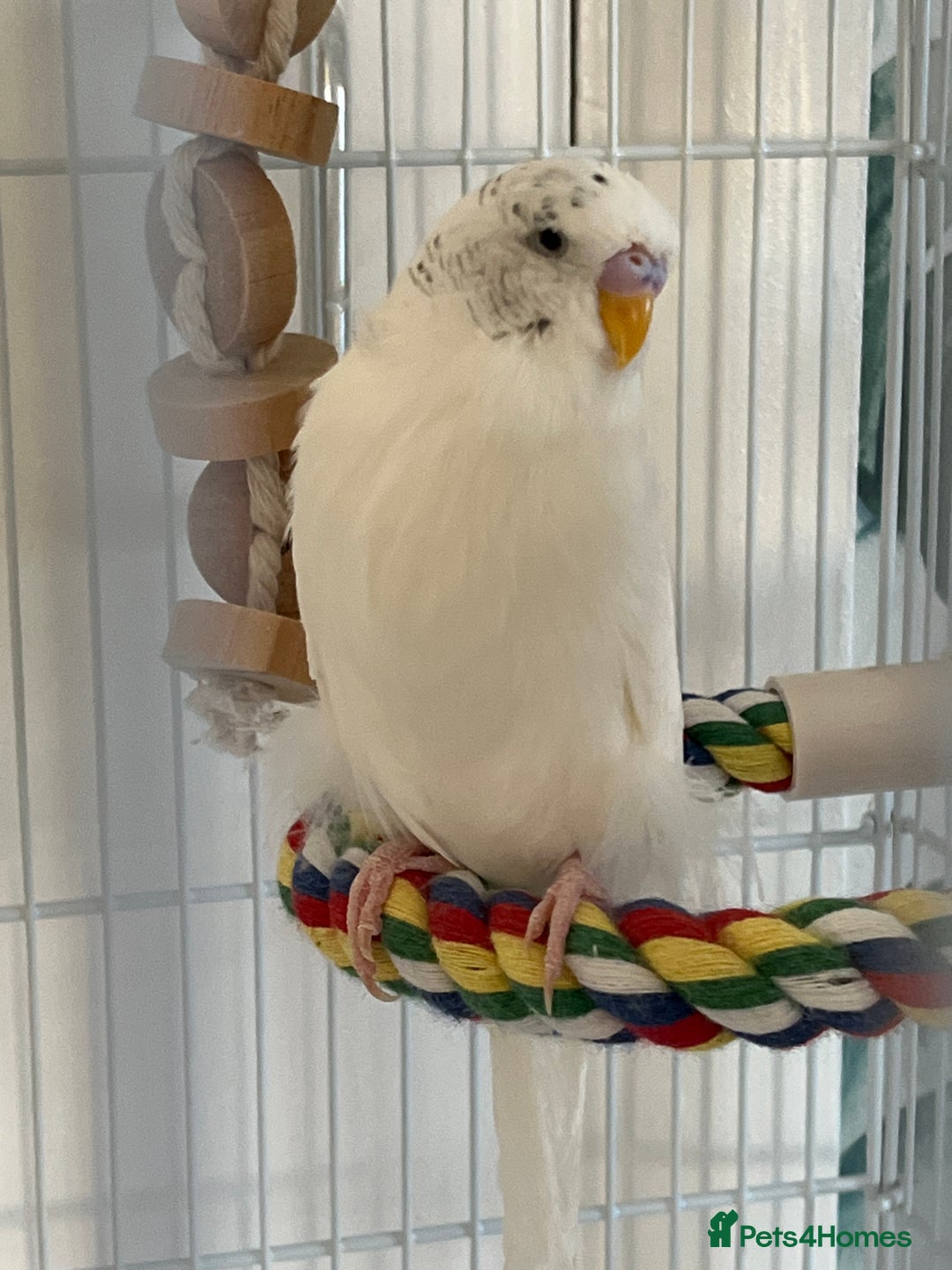 Budgerigars birds for sale: 2 Budgies in need for a new home(read description) - Advert 3