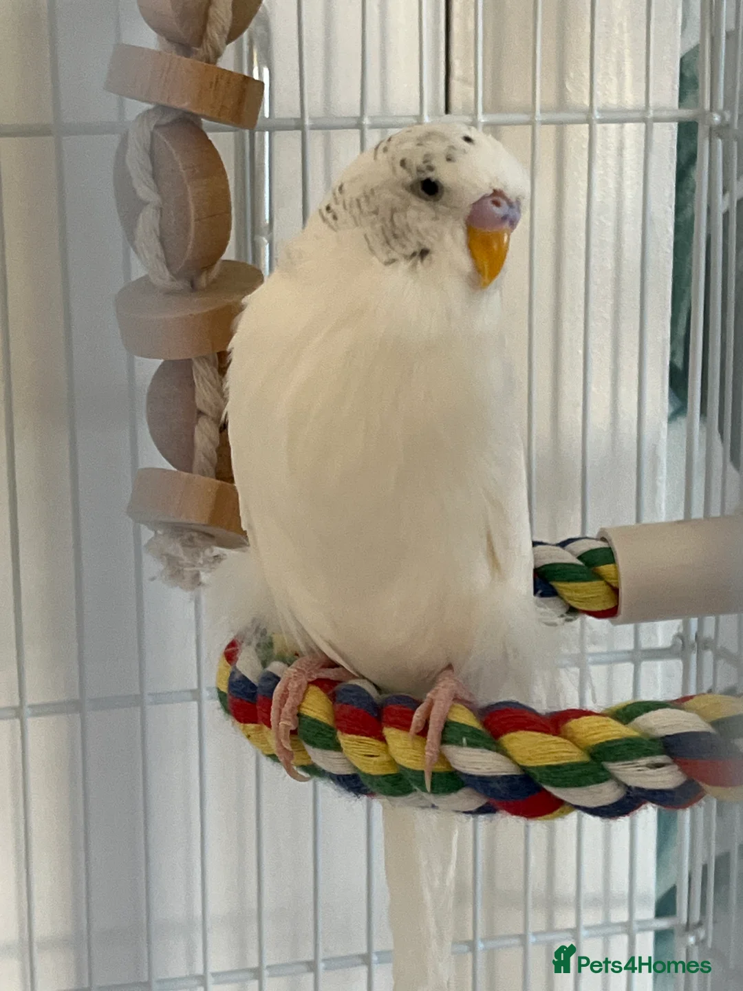 Budgerigars birds for sale: 2 Budgies in need for a new home(read description) - Advert 3