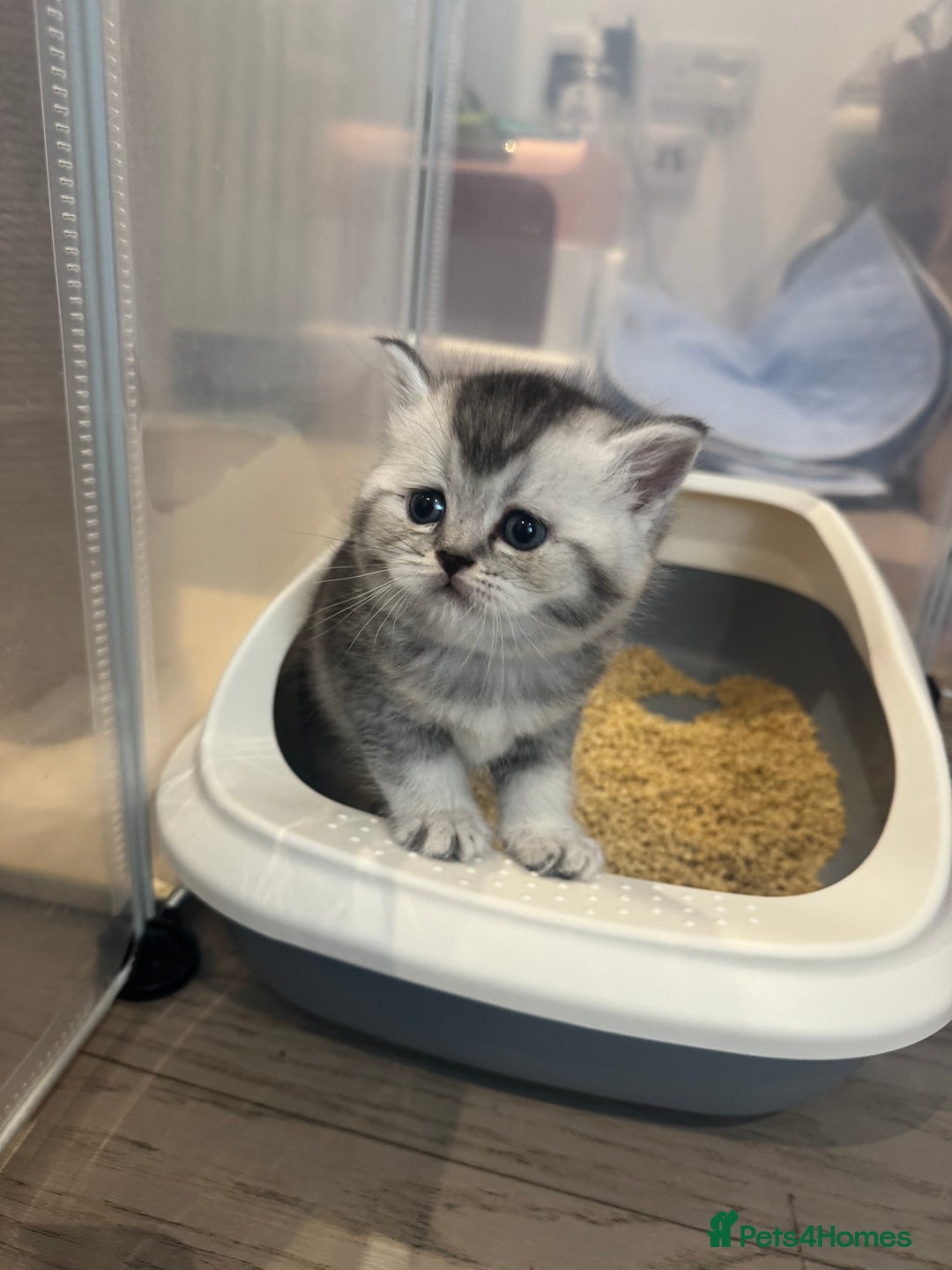 Scottish Fold cats for sale: Scottish fold/ straight 😍🥰❤️ - Image 7