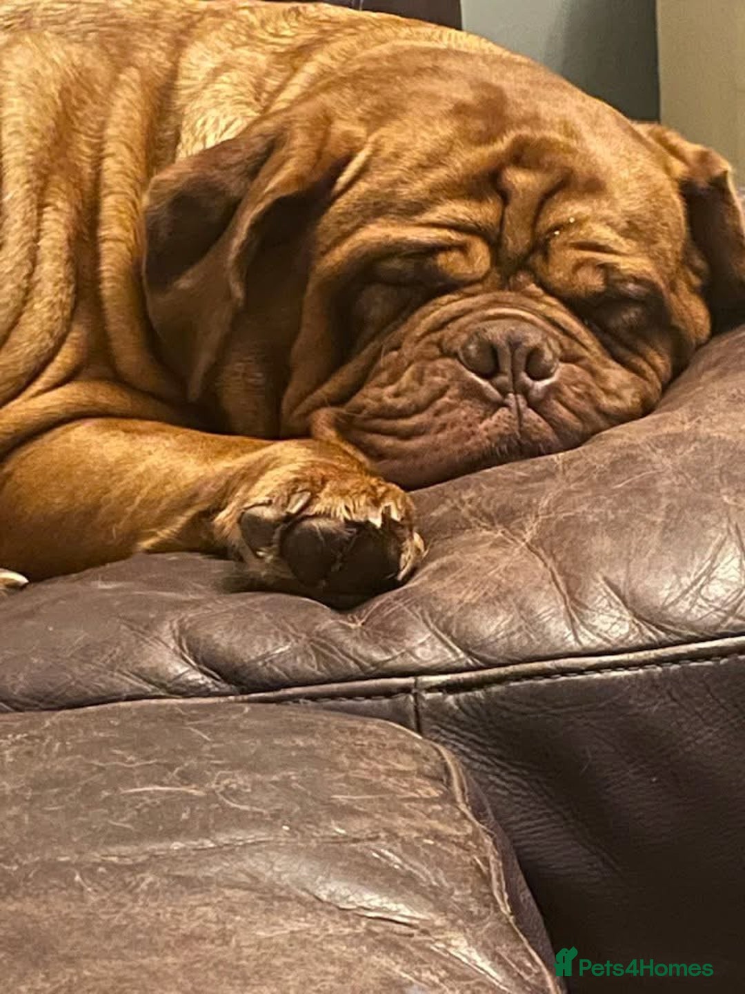 Dogue De Bordeaux dogs for sale: Stunning litter of puppies  - Image 3