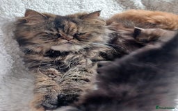 Persian cats for sale: Pure Persian - Image 4