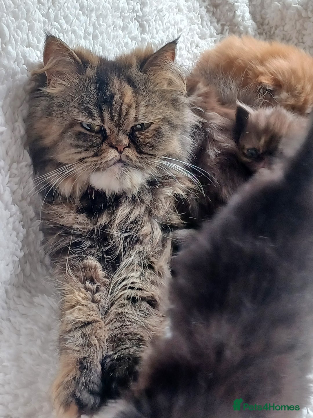 Persian cats for sale: Pure Persian - Image 4