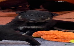 German Shepherd dogs for sale: GSD Puppies, straight back  - Image 11