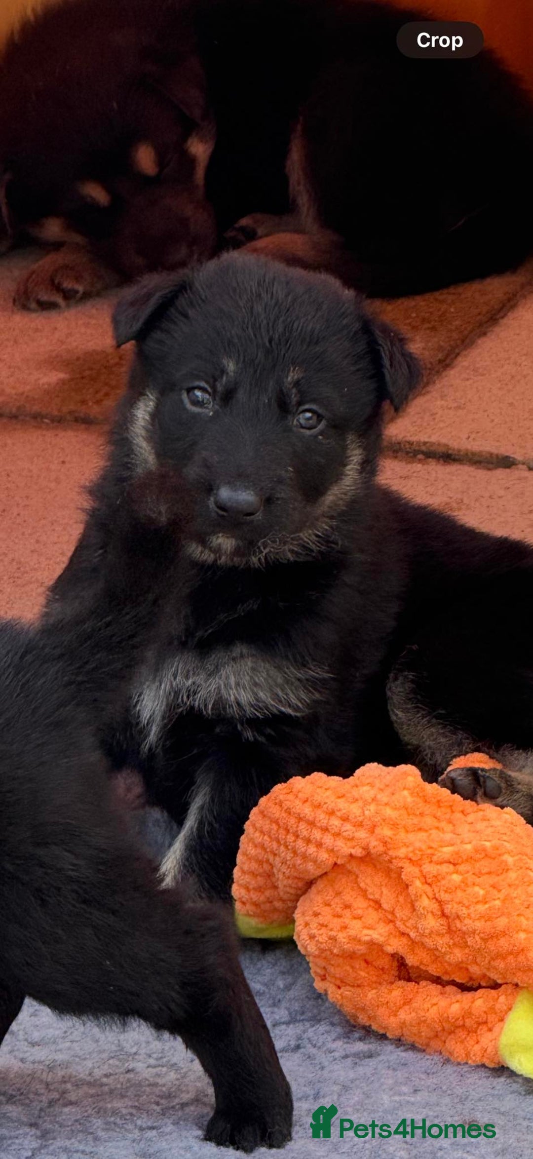 German Shepherd dogs for sale: GSD Puppies, straight back  - Image 11