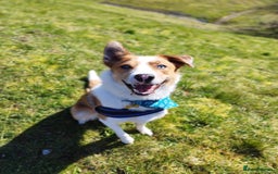 Border Collie dogs for stud: Welsh Border collie for stud  - Image 5