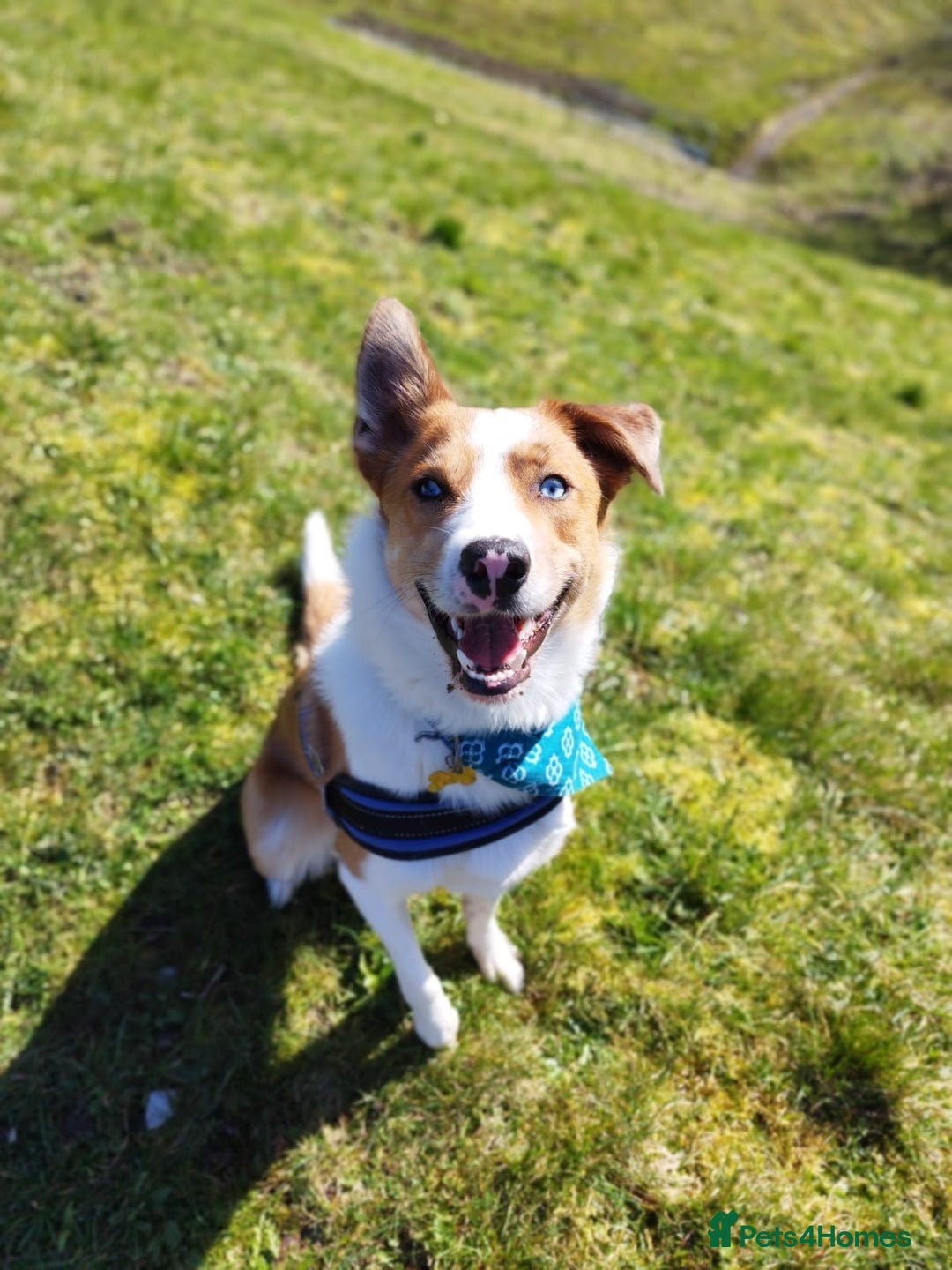 Border Collie dogs for stud: Welsh Border collie for stud  - Image 5