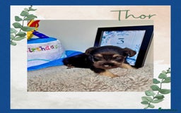 Miniature Schnauzer dogs for sale: Adorable KC registered Miniature Schnauzers - Image 9