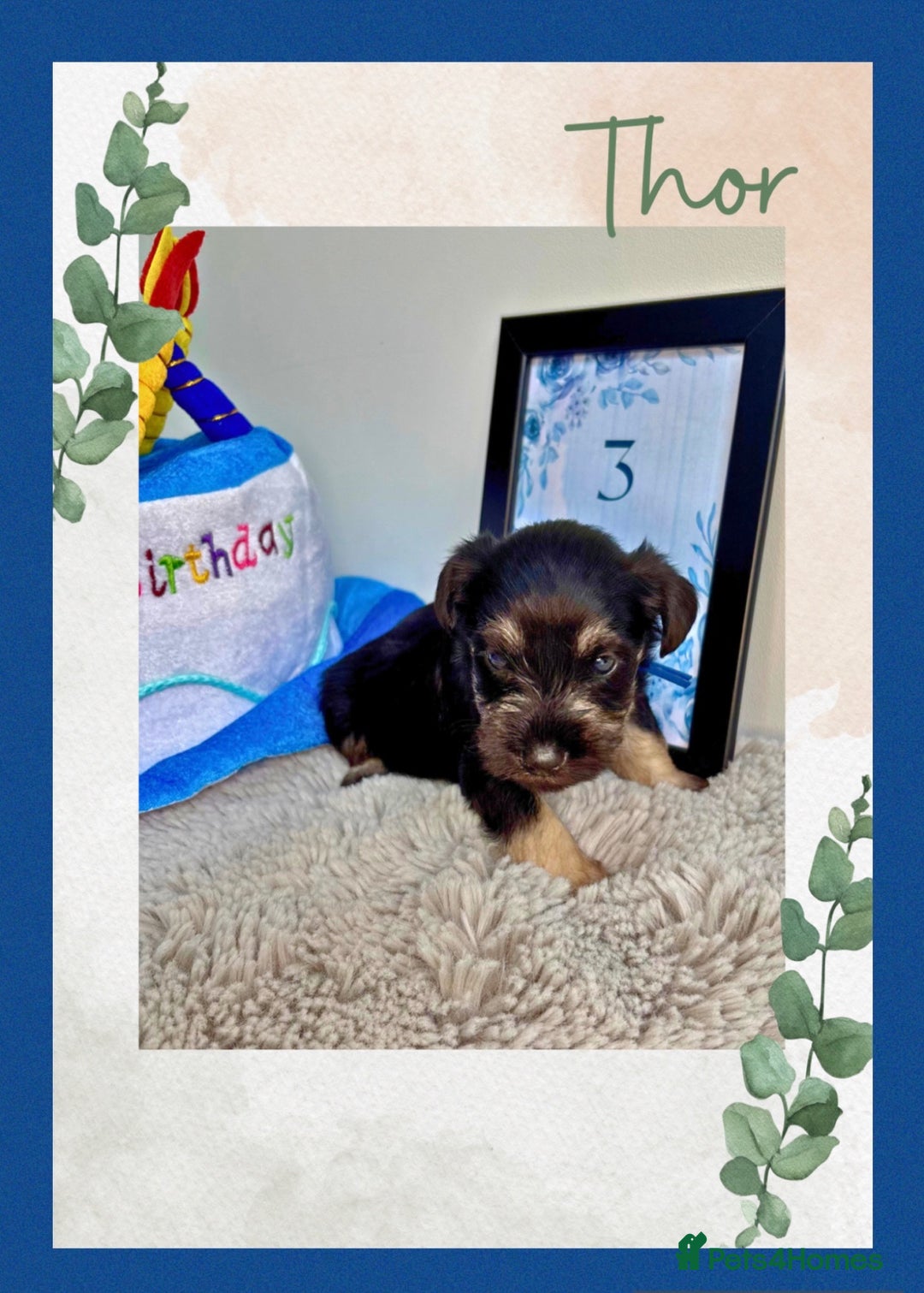 Miniature Schnauzer dogs for sale: Adorable KC registered Miniature Schnauzers - Image 9
