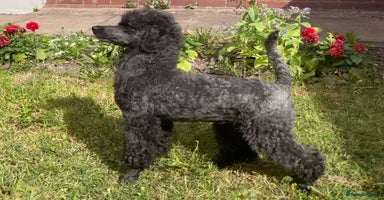 Miniature Poodle dogs - Advert 13