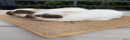Guinea Pig rodents for sale: Pure bred Californian guinea pigs  - Advert 3