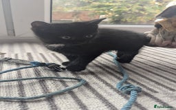 Mixed Breed cats for sale: **2 kittens left*** Beautiful litter - Image 9