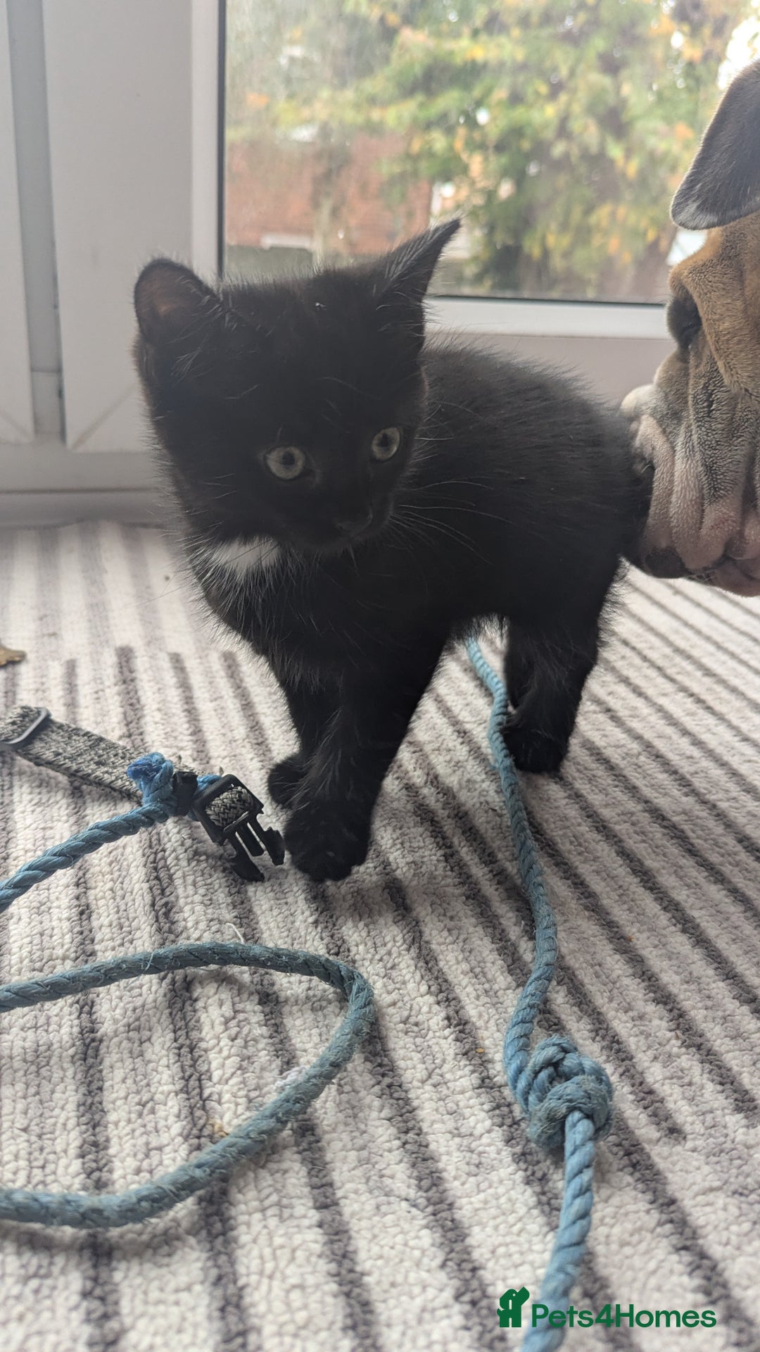 Mixed Breed cats for sale: **2 kittens left*** Beautiful litter - Image 9