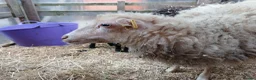 Sheep livestock for sale: Registered Pedigree Ouessant ewes, wethers, lambs - Advert 12