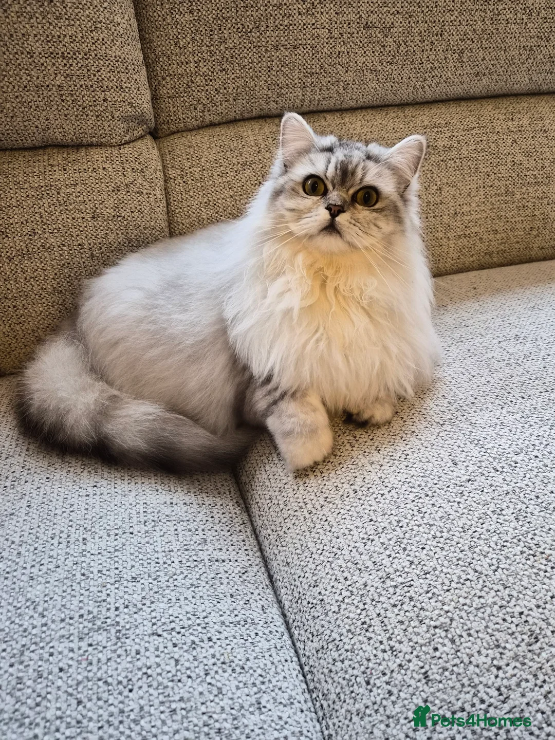 Persian cats for sale: Gorgeous Chincilla Perian kitten 😻 - Advert 7