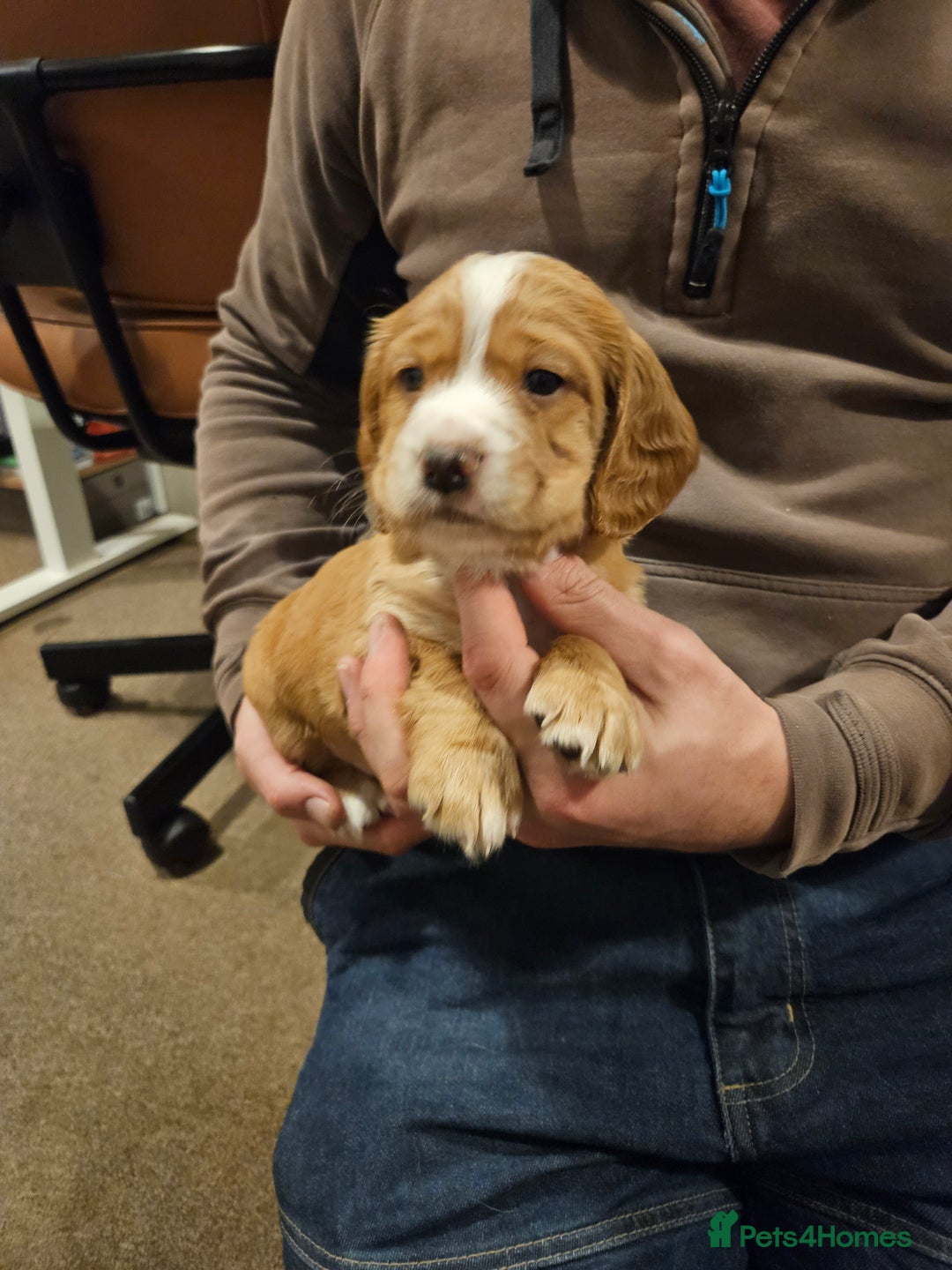 Cocker Spaniel dogs for sale: KC Working Cocker Spaniel Puppies - Advert 22