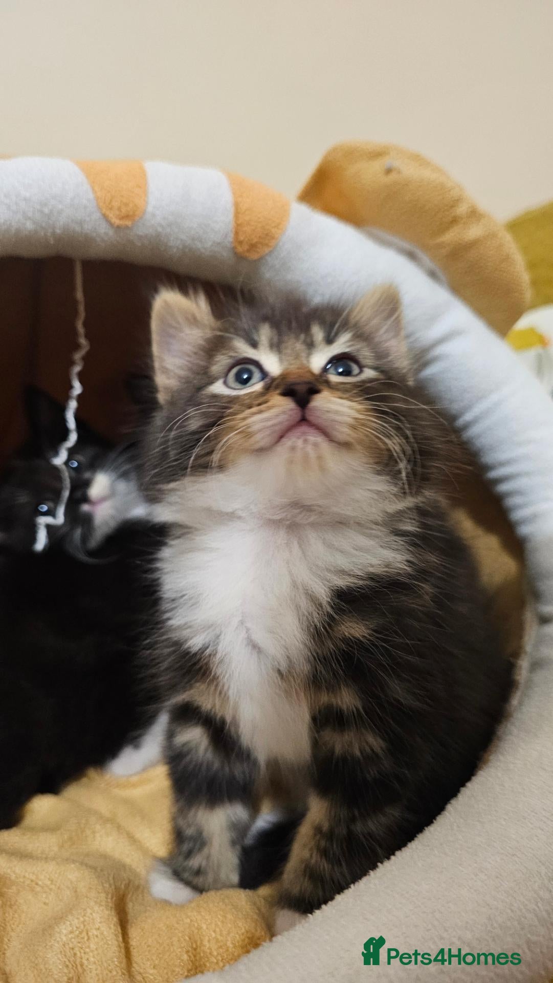 Mixed Breed cats for sale: 🐾❤️Cute tuxedo / tabby mix kittens ❤️🐾 - Advert 2