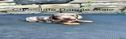 Miniature Dachshund dogs for sale: Miniature Dachsunds males and females - Advert 3