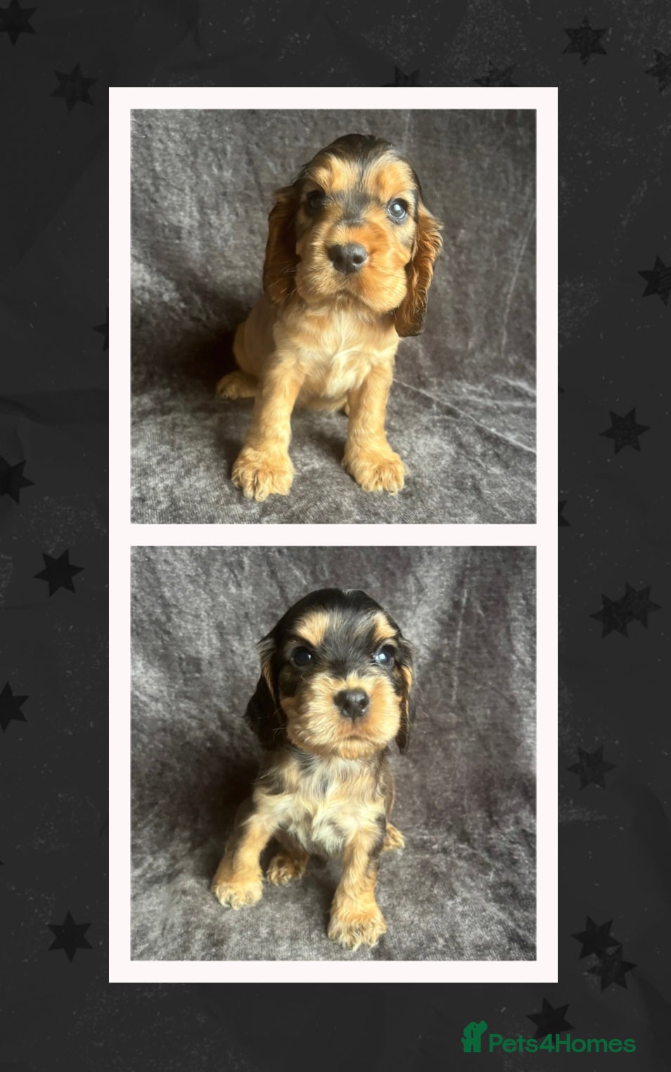 Cocker Spaniel dogs Ready Soon! KC Cocker Spaniel Puppies  - Advert 3