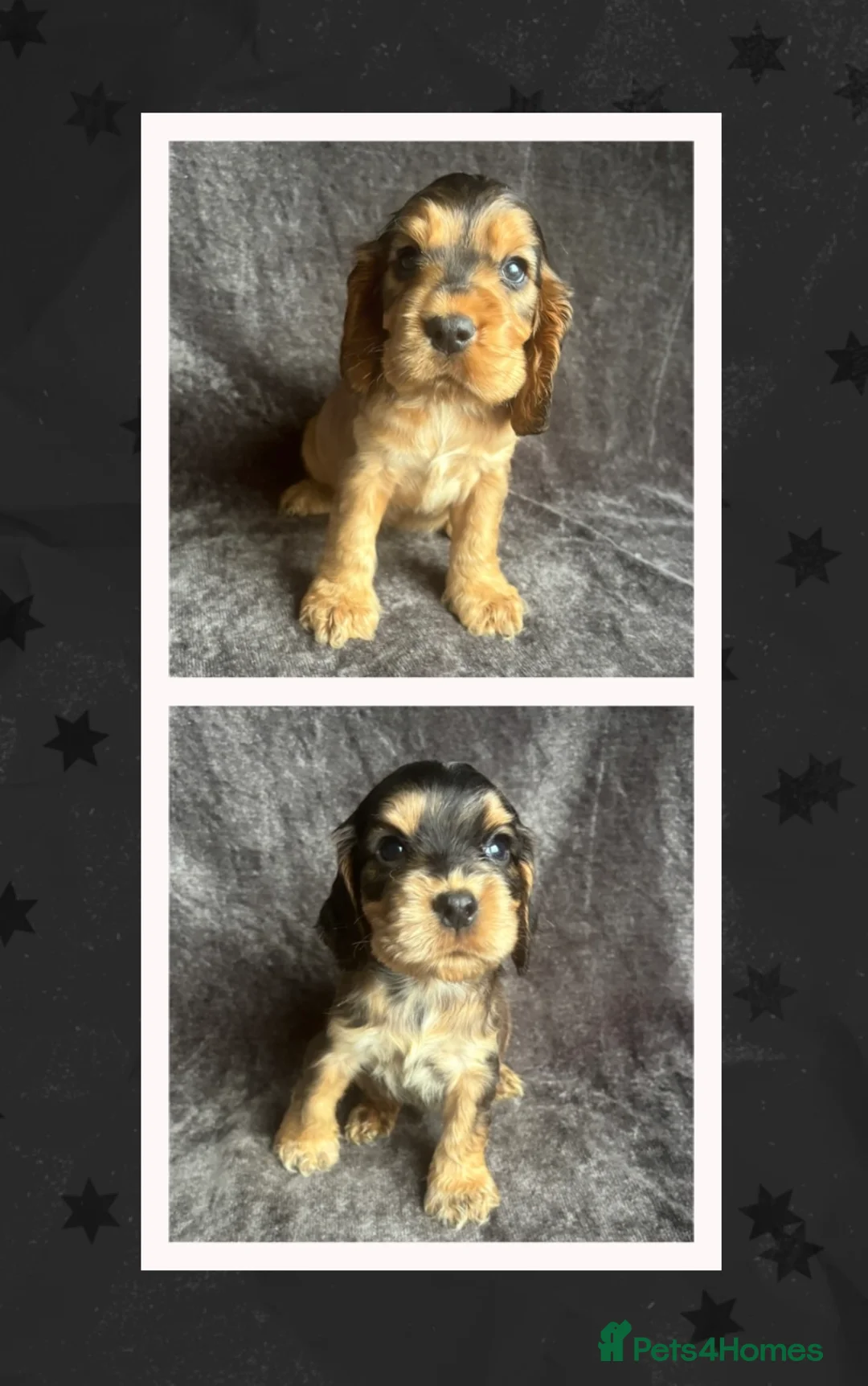 Cocker Spaniel dogs for sale: Gorgeous boy, ready now! KC Cocker Spaniel  - Advert 2