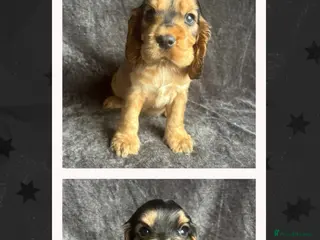 Cocker Spaniel dogs Ready Soon! KC Cocker Spaniel Puppies - Advert 1