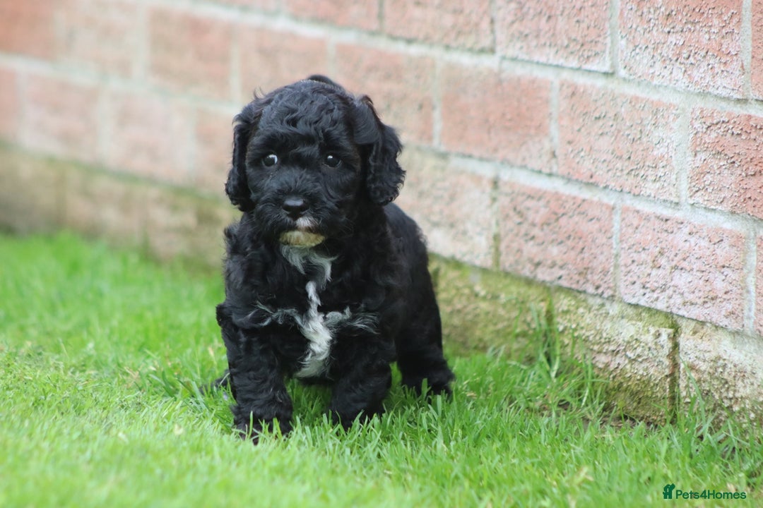 Cavapoochon dogs for sale: Beautiful Cavapoochon puppies for sale - Image 11
