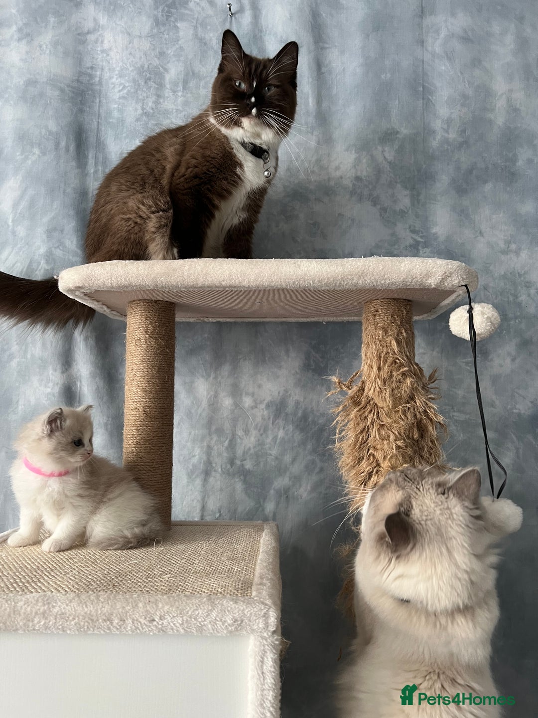 Ragdoll cats for sale: Unique patterned fluffy Ragdoll kittens - Image 24