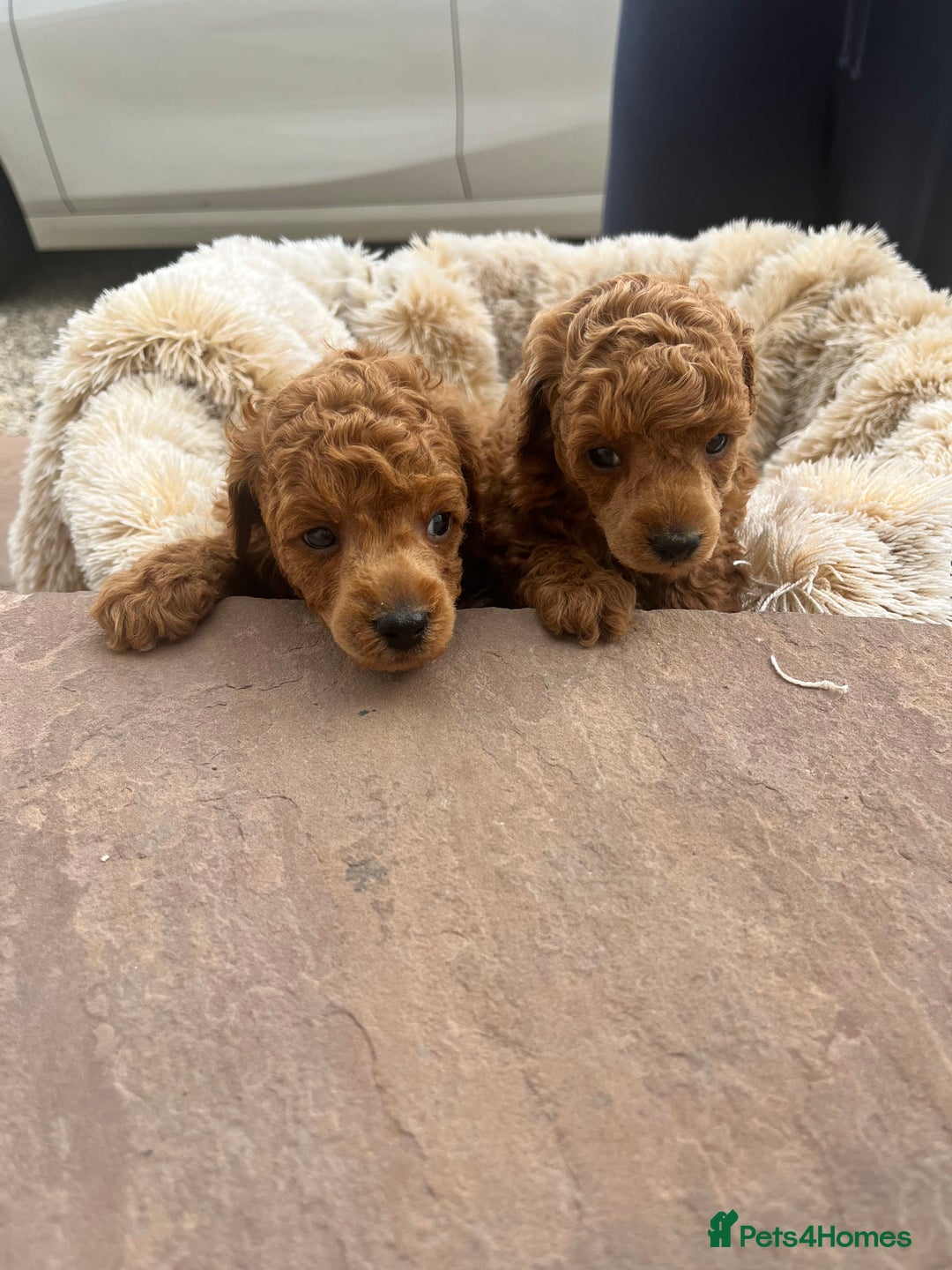 Toy Poodle dogs for sale: 🐶❤️ KC Registered Red Toy Poodle Puppies ❤️🐶 - Image 5