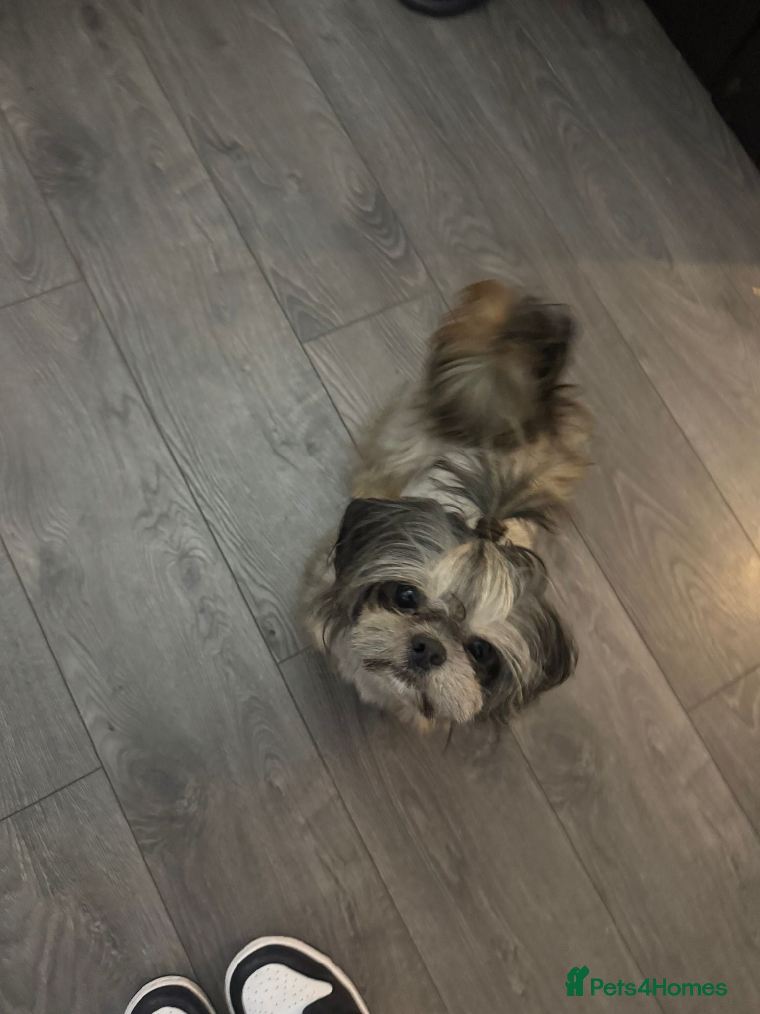 Shih Tzu dogs MR MOGWAI Blue & Tan carrying choc Imperial Stud  - Advert 2