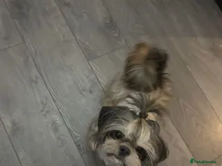 Shih Tzu dogs MR MOGWAI Blue & Tan carrying choc Imperial Stud - Advert 2