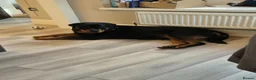 Rottweiler dogs for sale: Stunning KC Registered German Rottweilers - Advert 6