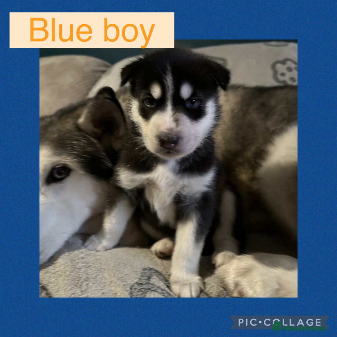Siberian Husky dogs for sale: Siberian husky puppies - Image 9