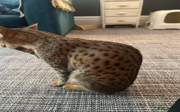 Mixed Breed cats for sale: Savannah F2 Cross - Image 7