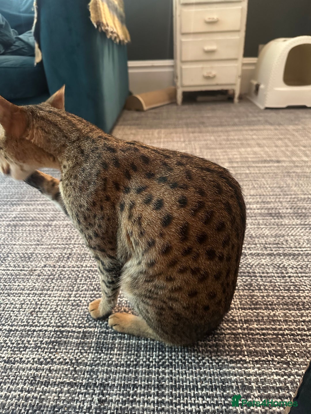 Mixed Breed cats for sale: Savannah F2 Cross - Image 7