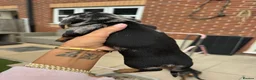 Dachshund dogs for sale: Miniature dachshunds - Advert 19