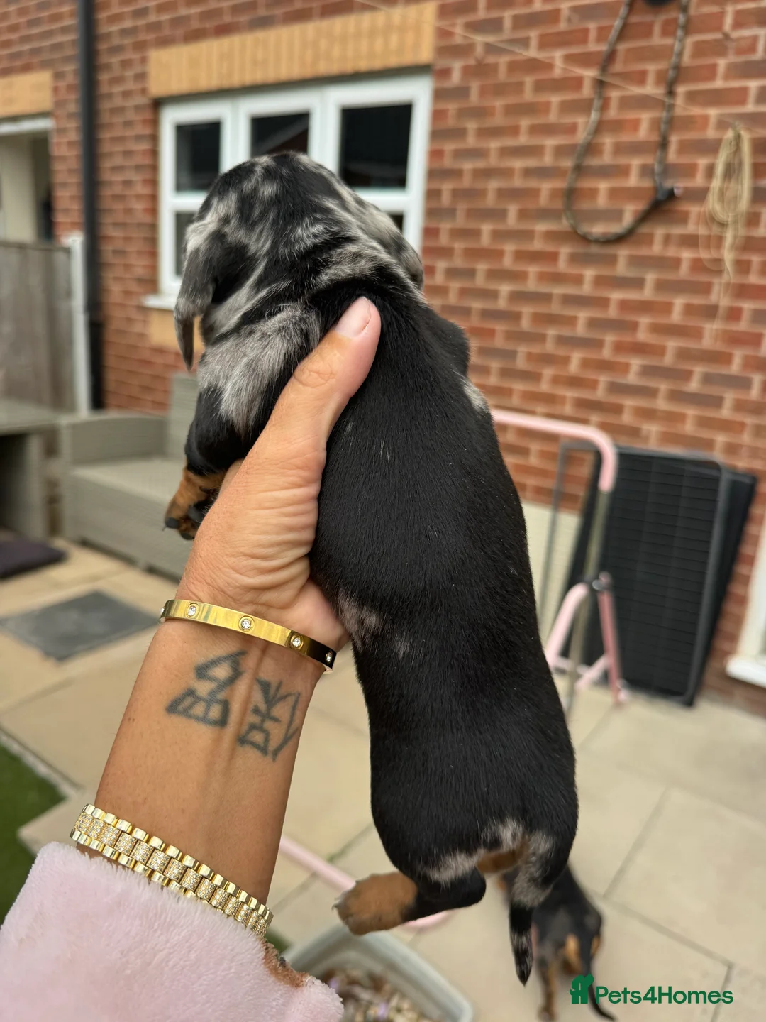 Dachshund dogs for sale: Miniature dachshunds - Advert 19