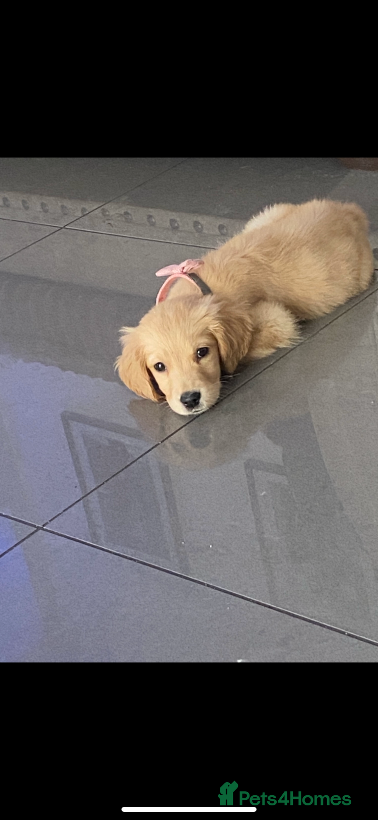 Golden Retriever dogs 10 week old girl 12 week old boy  - Advert 8