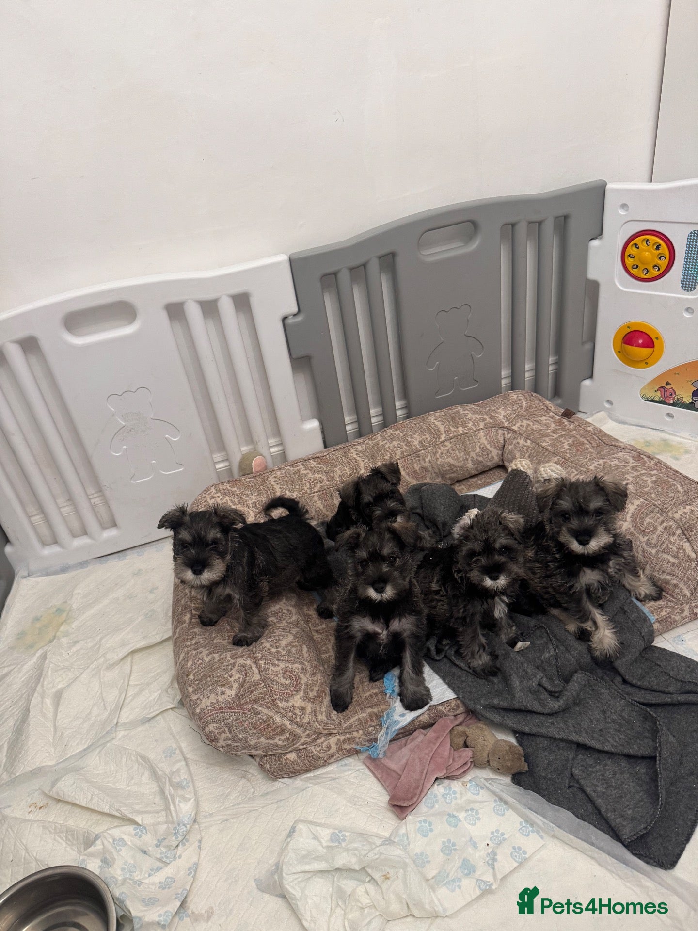 Miniature Schnauzer dogs Miniature Schnauzer Puppies 3 girls 3 boys.  - Advert 4