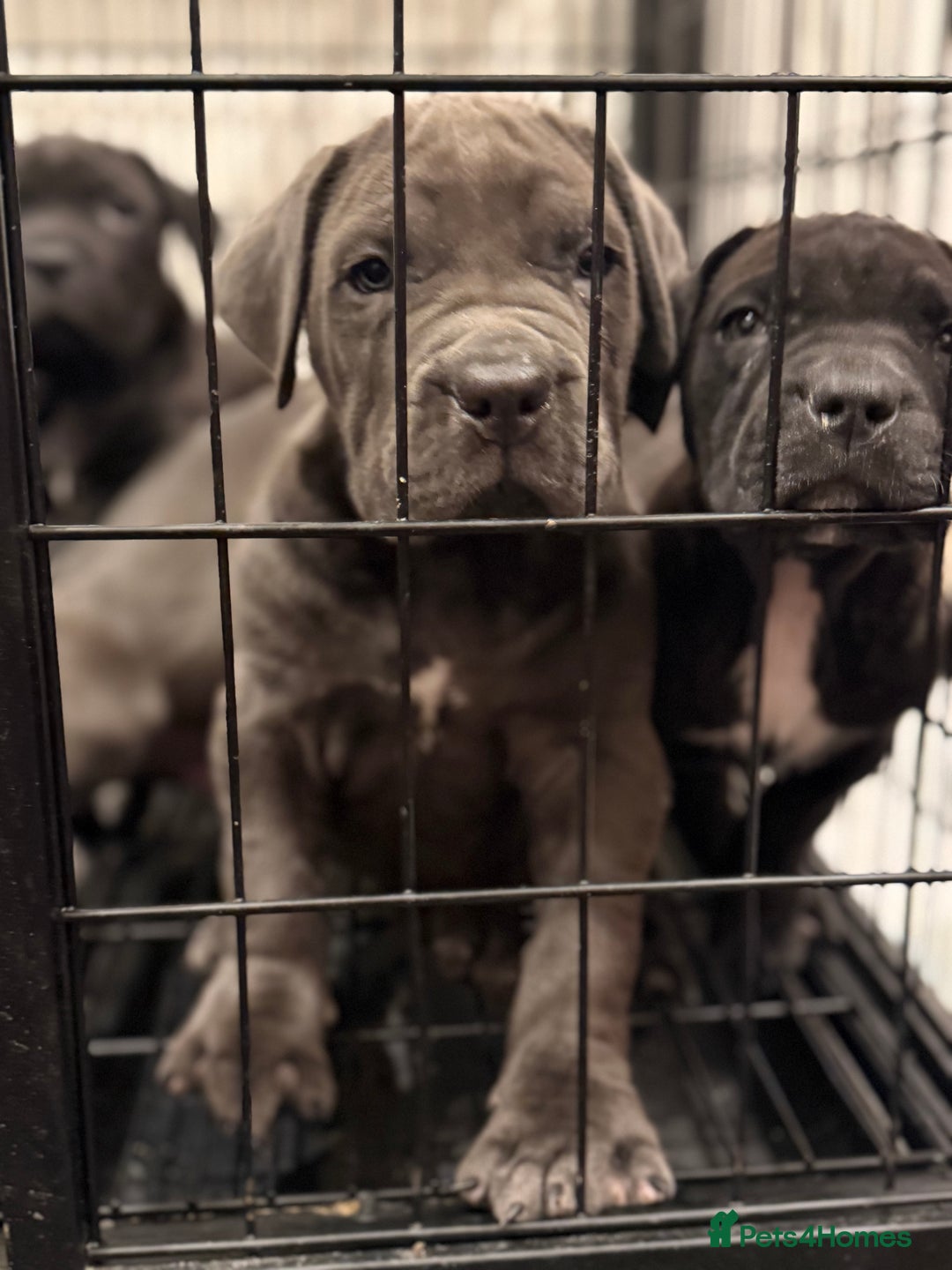 Cane Corso dogs for sale: Imp Champion Bloodline Pure Breed Cane Corso pups  - Advert 8