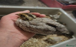 Chickens poultry for sale: USA silkie, jumbo coturnix, celadon quails - Image 36