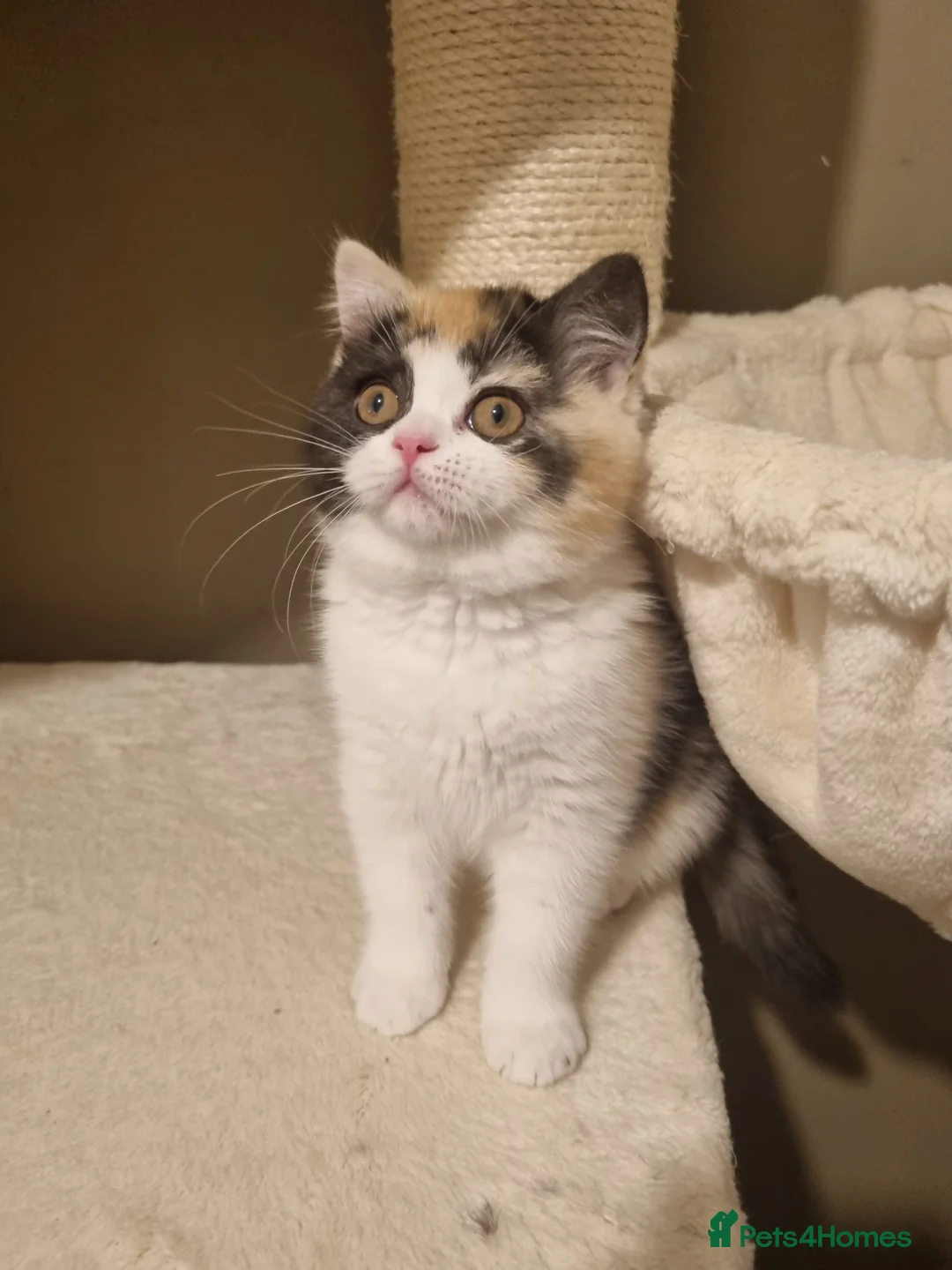 British Shorthair cats for sale: World class British Shorthair & Longhair kittens - Advert 8