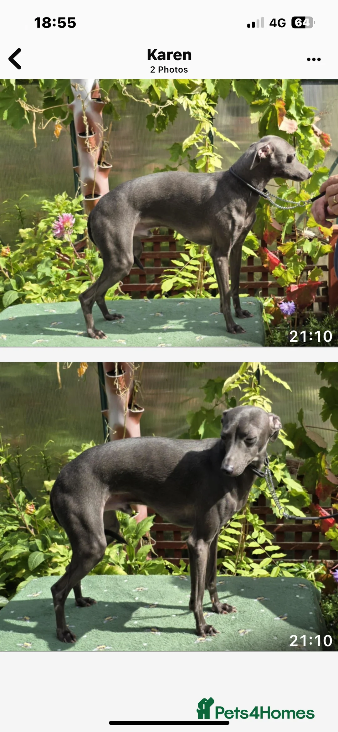 Italian Greyhound dogs for sale:     Italian Greyhound. Babies  - Advert 4
