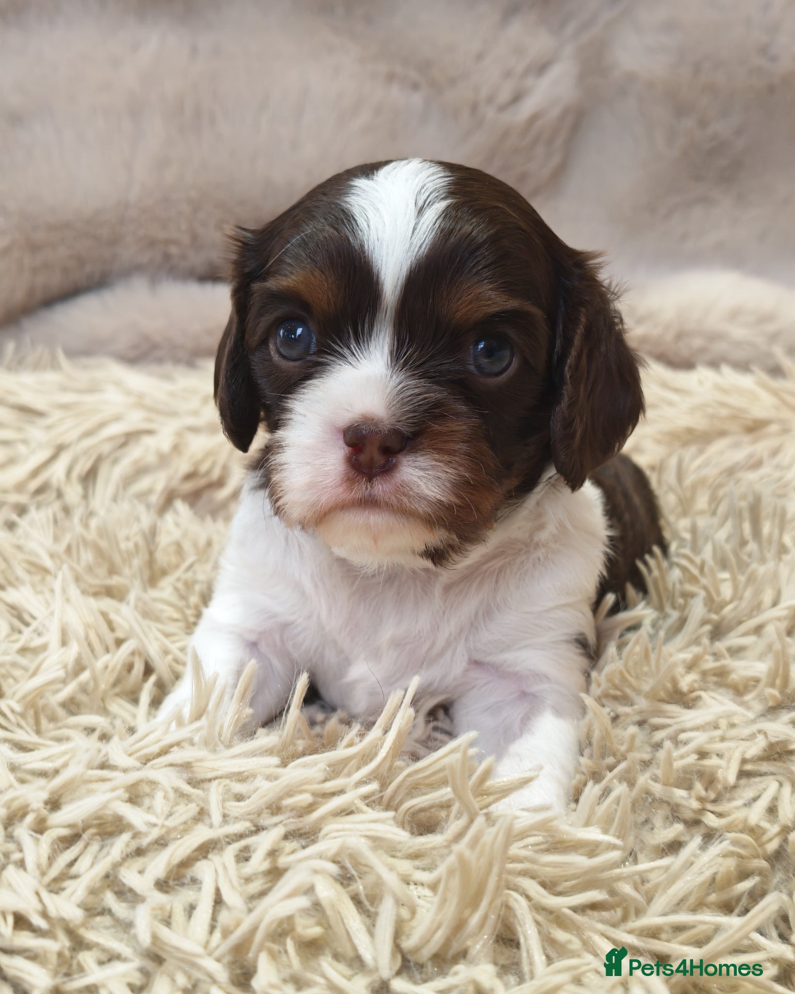 Cavalier King Charles Spaniel dogs Gorgeous KC Reg Chocolate Tri Boy  - Advert 1