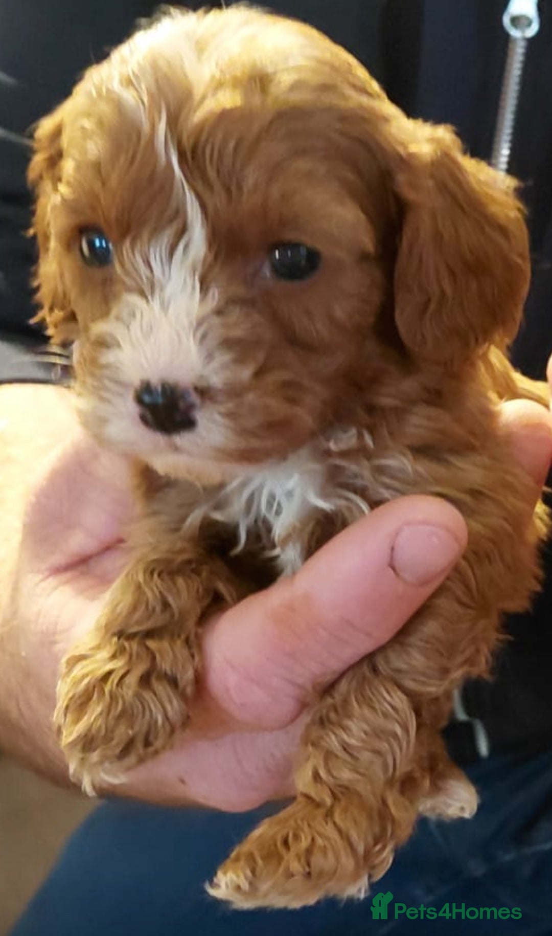 Cavapoo dogs for sale: Cavapoo puppyn - Advert 7