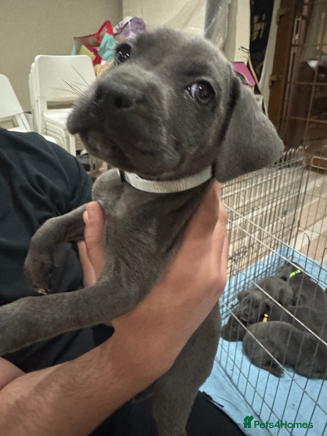 Cane Corso dogs for sale: Pure Pedigree Cane Corso Puppies - Image 9