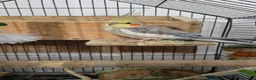 Cockatiels birds for sale: Adorable 7-Month-Old Talking Bird  in Borehamwood - Advert 1