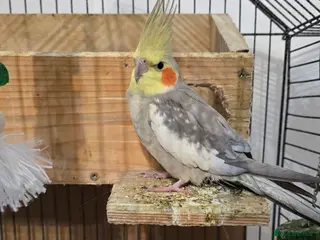 Cockatiels birds Adorable 7-Month-Old Talking Bird in Borehamwood - Advert 10